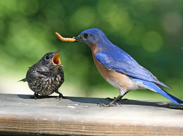 A blue bird feeding it's young with a worm.